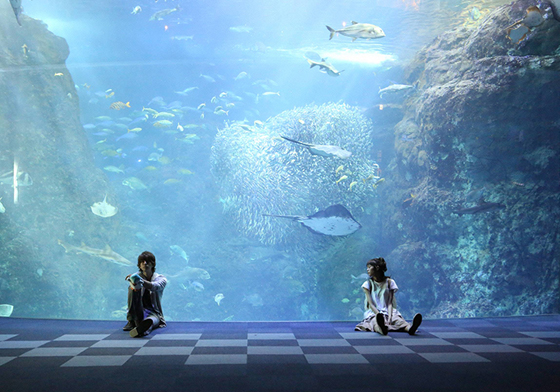 「江之島水族館」的圖片搜尋結果