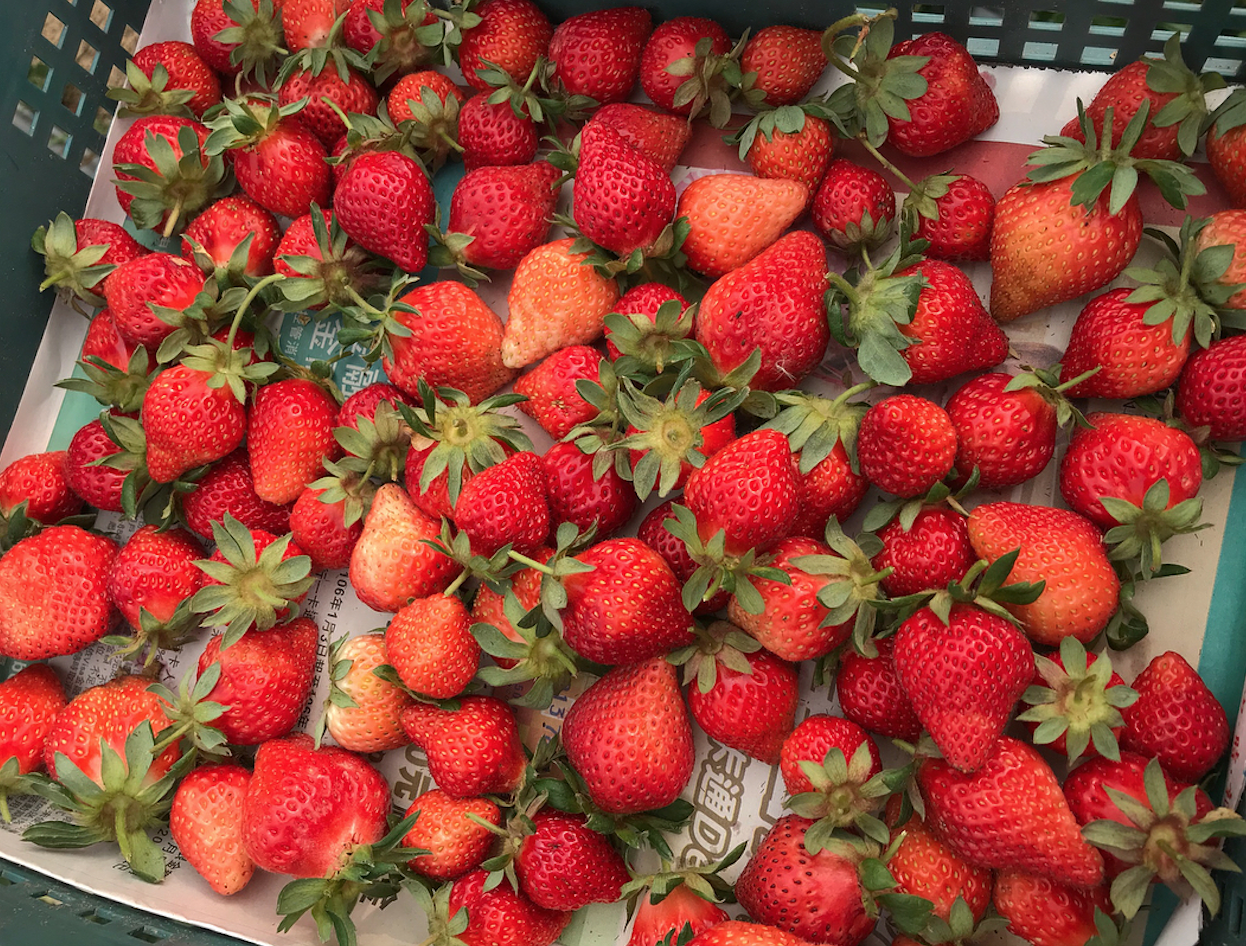 19大湖草莓季開跑 15間已開放草莓園報給你知 週末就出發採草莓 大湖 草莓 採草莓 草莓園 草莓季 愛玩妞 妞新聞niusnews