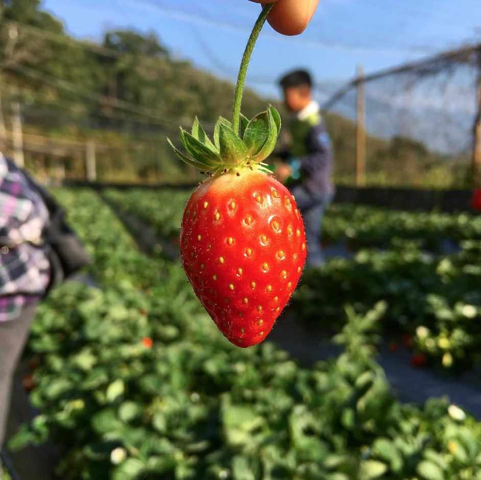 19大湖草莓季開跑 15間已開放草莓園報給你知 週末就出發採草莓 大湖 草莓 採草莓 草莓園 草莓季 愛玩妞 妞新聞niusnews