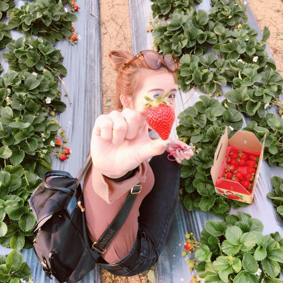 19大湖草莓季開跑 15間已開放草莓園報給你知 週末就出發採草莓 大湖 草莓 採草莓 草莓園 草莓季 愛玩妞 妞新聞niusnews