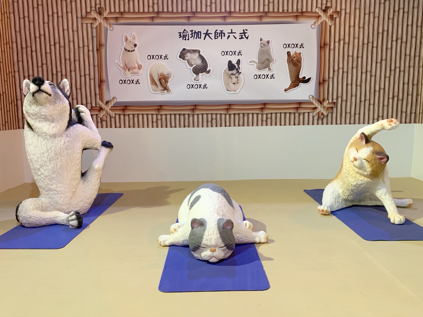Yoga with Cats - Helping Paws Animal Shelter