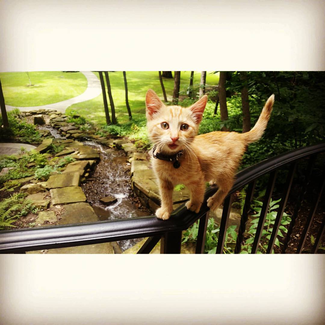 看起来很有活力的party cat