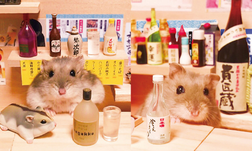 這比深夜食堂還要療癒 10句 居酒屋倉鼠 名言帶你笑看人生哲學 妞活動 居酒屋倉鼠 銀次 超譯鼠輩哲學 可愛 生活發現 妞新聞niusnews