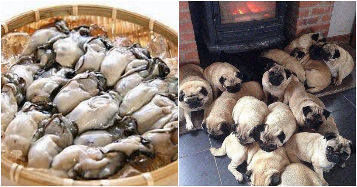 日本瘋傳 雖然很像但不完全一樣的照片分享 可愛巴哥犬竟跟牡蠣超神似 日本 網友 Twitter 推特 Hashtag 生活發現 妞新聞