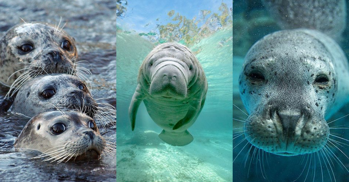 海牛其實不是美人魚 教你認識海豹 海狗 海獅 海象 海牛與儒艮的差異 海牛 海豹 海狗 海獅 海象 生活發現 妞新聞niusnews