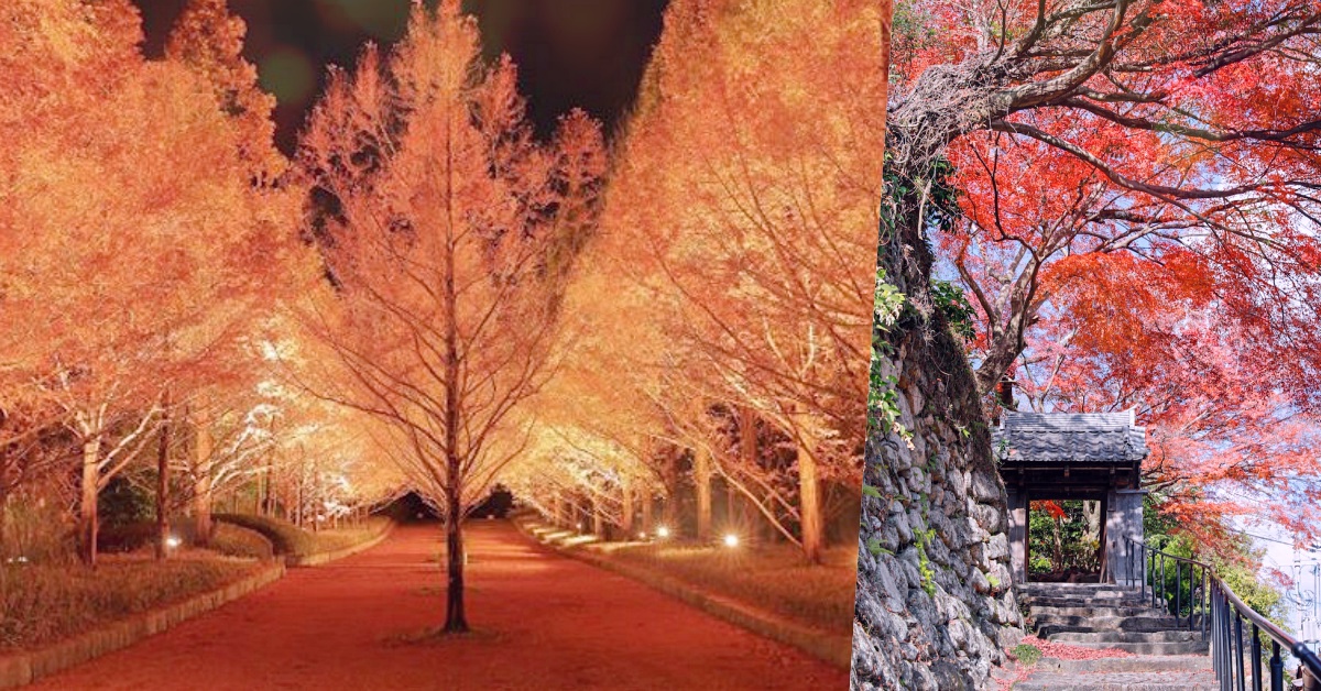 紅葉前線公開 今年絕不再錯過 18神戶pro級賞楓景點攻略 日本 賞楓 秋天 神戶 Kobe 日本 愛玩妞 妞新聞niusnews