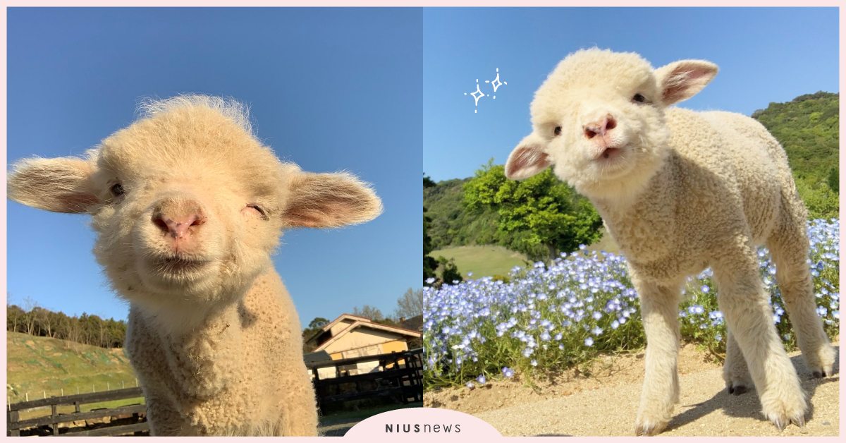 可愛到融化！日本淡路島動物公園「小綿羊誕生」，軟萌眨眼又調皮吐舌太療癒！ | 日本淡路島動物公園、動物園、小綿羊 | 生活發現 | 妞新聞 niusnews