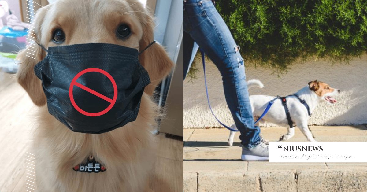 不要給狗狗戴口罩 美國疾病管理局強調會傷害寵物 獸醫 尤其 短吻犬 根本超危險 酒精中毒 新冠肺炎 防疫在家 Wfh 新冠病毒 生活發現