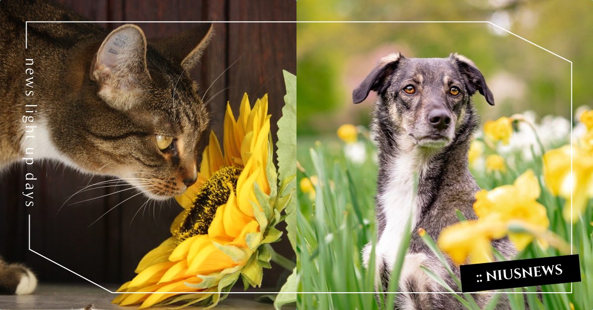 16種 對寵物有毒的室內盆栽 百合花位居毒中之冠 誤食恐引發急性腎衰竭 貓咪 寵物 可愛寵物 室內植栽 盆栽推薦 寵物圈圈