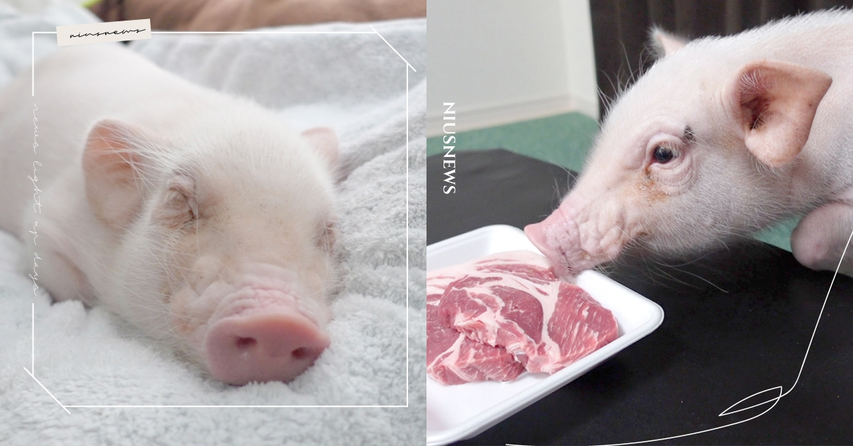 飼養是為了烹飪？「一百天後吃的豬」迷你豬最終下場曝光，「震撼照」網回應兩極！ | 寵物圈圈 | 妞新聞 niusnews