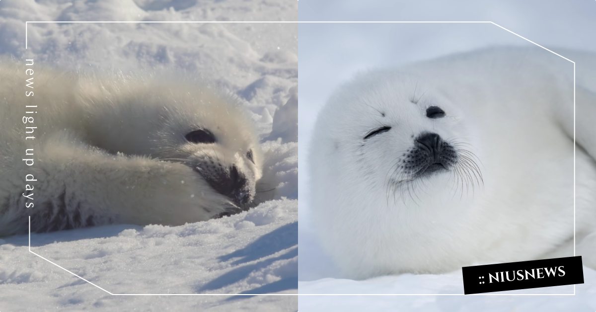 小海豹睡前吃手手 野生動物攝影師 海豹日常 全都錄 睡眼惺忪模樣超療癒 寵物圈圈 可愛寵物 小海豹 野生動物攝影師 野生動物