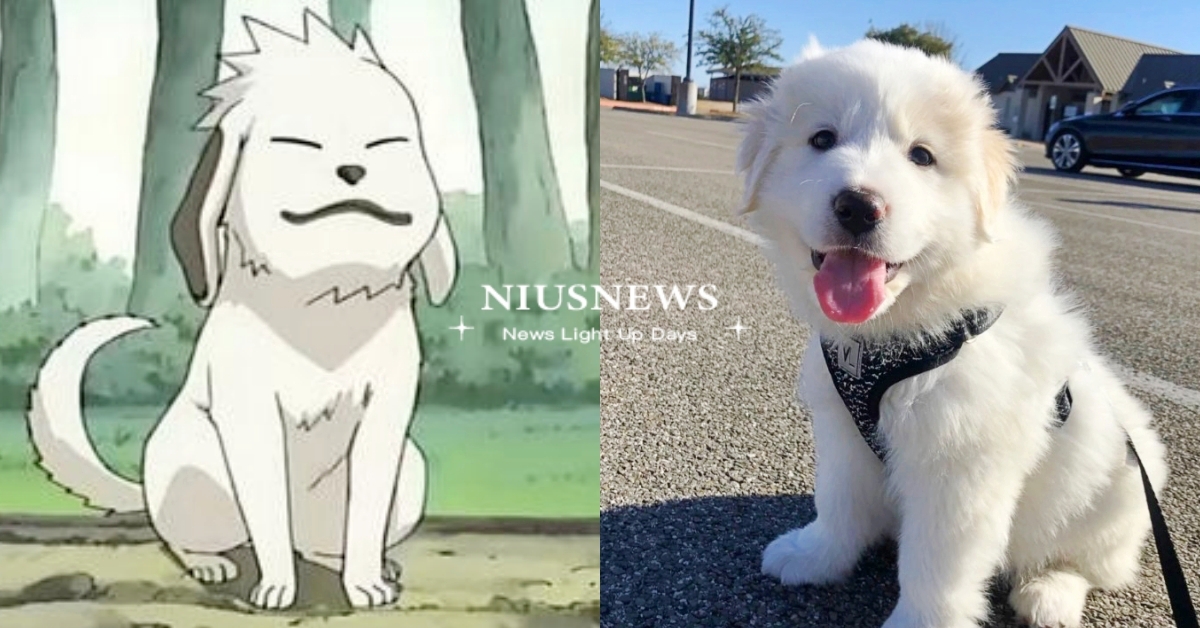 大白熊犬 ６大個性特質 個性內斂悶騷的大寶寶 其實是 火影忍者 忍犬赤丸原型 大白熊犬 品種狗 狗狗冷知識 牧羊犬 可愛寵物