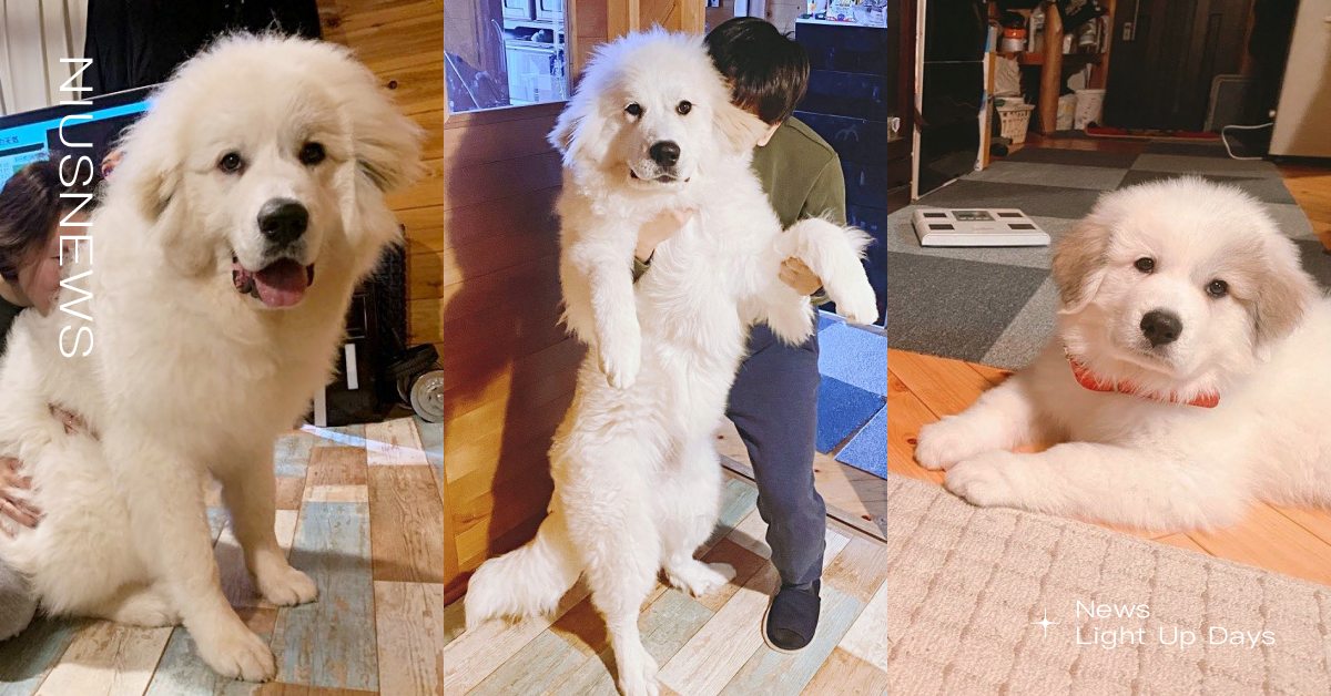 這才6個月大！日本「大白熊犬」身形巨到難以招架，飼主笑：以後怎麼帶出門散步！ | 寵物圈圈、可愛寵物、大白熊犬 | 寵物圈圈 | 妞新聞 ...